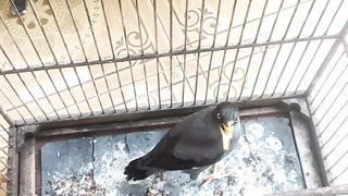 Favorite bird