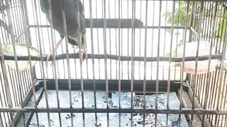 Favorite bird, always singing every time he meets people