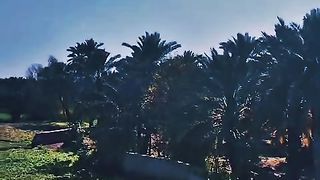 See the Palm tree's ????