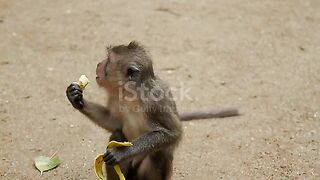 Monkey eating banana ????????????