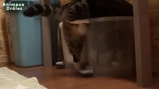 Meilleures Chiens et chats drôles de Janvier 2015 [FULL HD VIDEO]