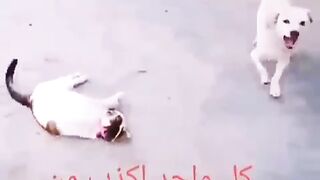 مقطع ضحك