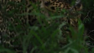 Faune Africaine 4K par Robert Hofmeyr