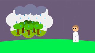 rain and forests