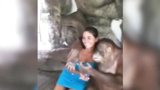 Funny Monkeys Videos - Funniest Monkey Will Make You Laugh Hard Compilation