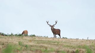 Red Deer Fight  Animals  Apex