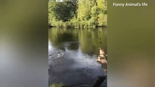 Most funniest ???? animal ???? video