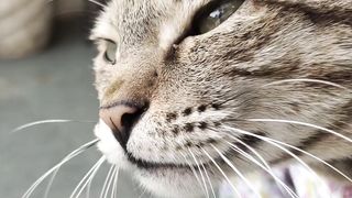 Hungry cat