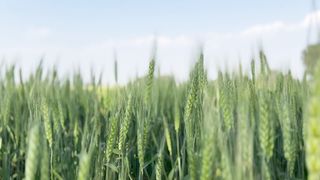 wheat farm