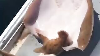 غرا:ب الحيوان