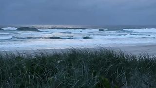 Sea and green tree