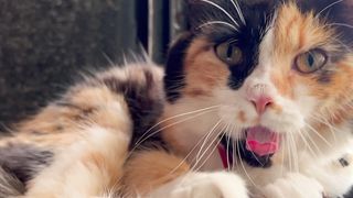 Sweet cat