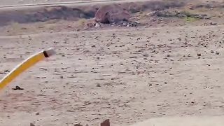 Cricket time