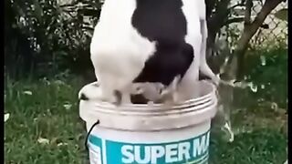 Funny Animals