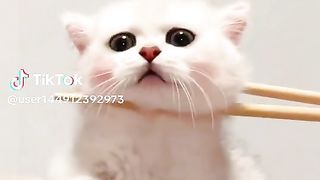 Cute cat