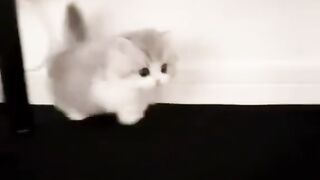 Cute cat