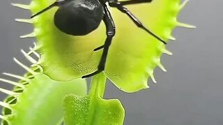 Amazing Insects