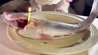 Cute cat birthday