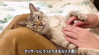 マッサージ中にタマタマを触られた猫の反応が面白過ぎたw
