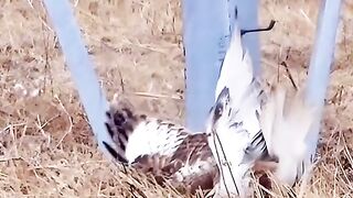 OId Hawk