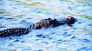 Crocodile Atack on Leopard