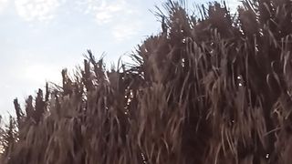 Nature _ algeria _, ghardaia