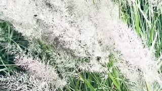 Grass flower