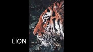 Bubar Shakir ( Jungle Ka Badshah)