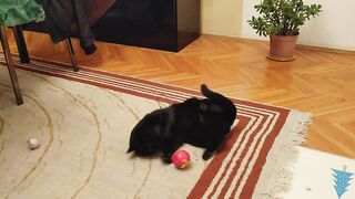 Cat Cuteness #cat