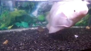 My Aquarium
