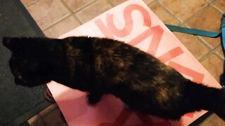 cat funny moments
