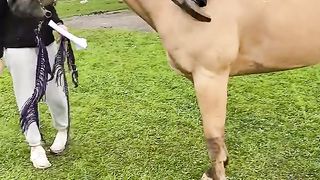 Gentle Horse Allows Climbing and Sliding
