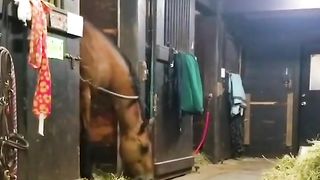 Horse Steals a Quick Snack! ????????