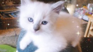Beautiful  Cat's