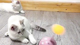 Cat toys