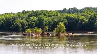 Explore the most dangerous animals of the Mississippi River