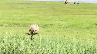 Have you seen a bear eating grass?