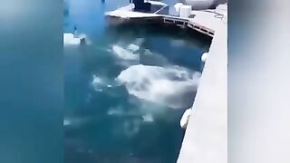 PEOPLE ARE AWESOME FUNNY FAILS compilation