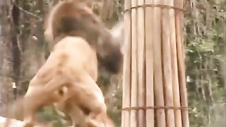 Clash of the Big Cats: Tiger vs. Lion Showdown