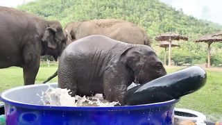 Top Ten Baby Elephants At Play - Elephant news