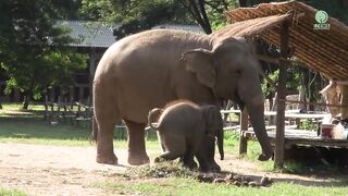 Baby Elephant Wan Mai Outing - #Funny_Elephant #Cute_Elephant