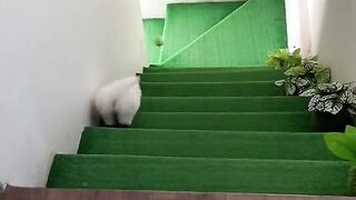 Cats Playing with ball