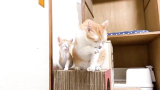 similar cat family