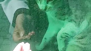 A Brown Cat Enjoying Sunlight in a funny way