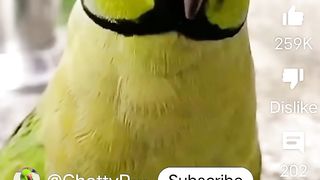 Parrot talking