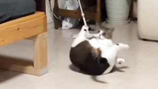 A fat cat can't lick itself