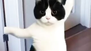 Cat  dance