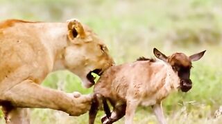The poor baby deer became food for two lions