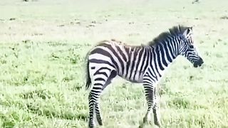 Zebra mother puts up a fight against a leopard who pounces on her child