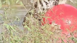 a tiger who doesn't want his ball to be lost